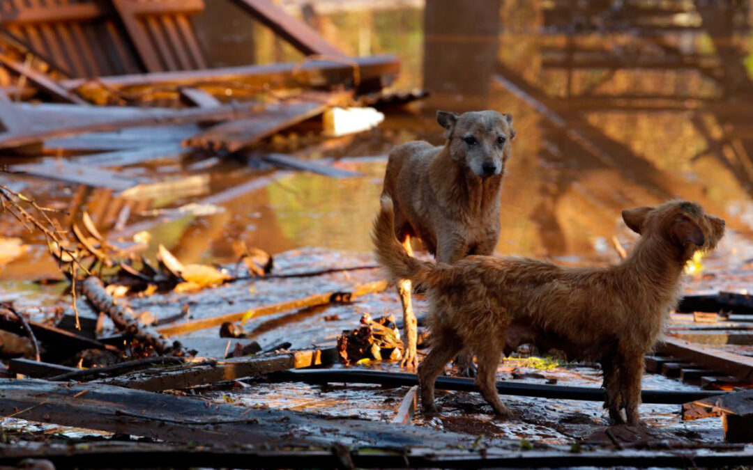 Protéger les Animaux de Compagnie en Cas d’Inondation : Conseils et Mesures Essentielles