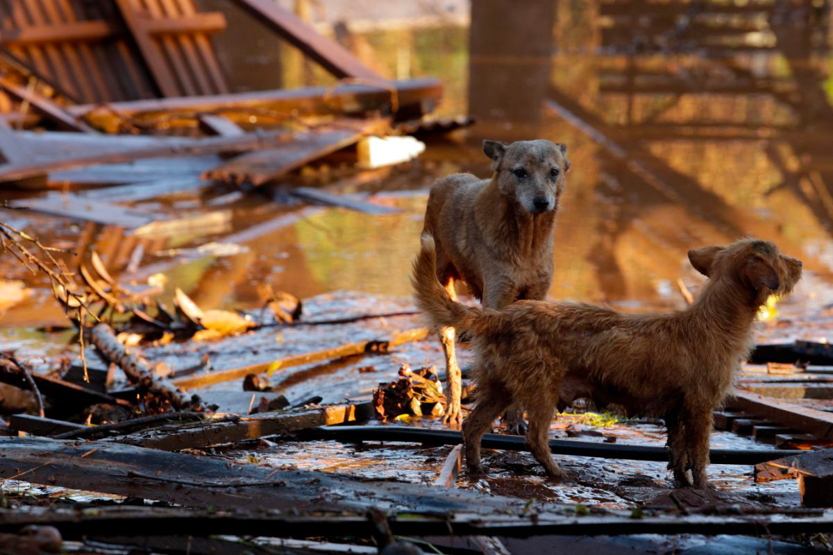 Deux chiens désorientés au milieu des décombres causés par une inondation. Les animaux semblent perdus et inquiets dans un environnement dévasté par les eaux.